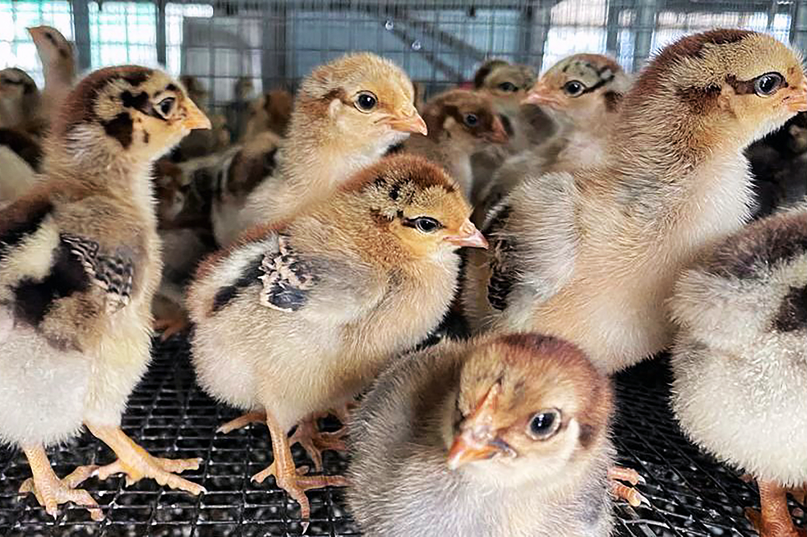 The deep learning model developed by the CityU team can identify and quantify chicken distress calls with 97% accuracy.